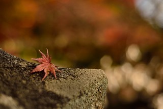 Fallen leaf of Tanzan Shinto Shrine.