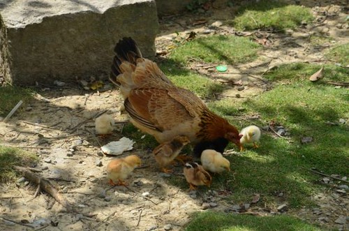 輝要有機菜園內，母雞帶小雞的溫馨畫面。黃淑玲攝