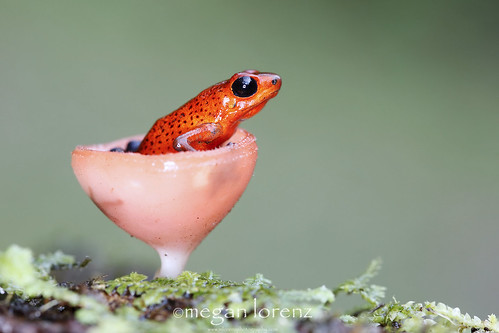 Frog In A Wineglass by Megan Lorenz
