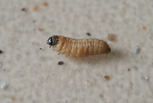 Aethes margaritana larva