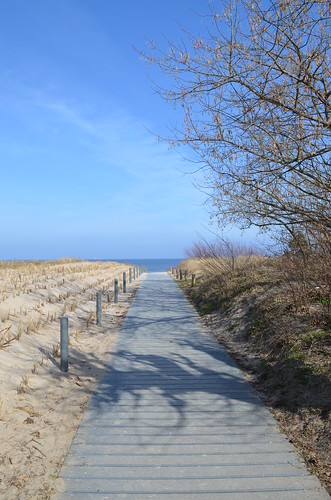 Ahlbeck beach Germany_plank path with trees and sea grass