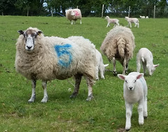 Lambs in Adisham 23 April 17