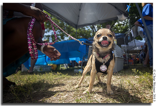 BayLee a Pomchi (Pomeranian- Chihuahua hybrid) poses while panting from the heat
