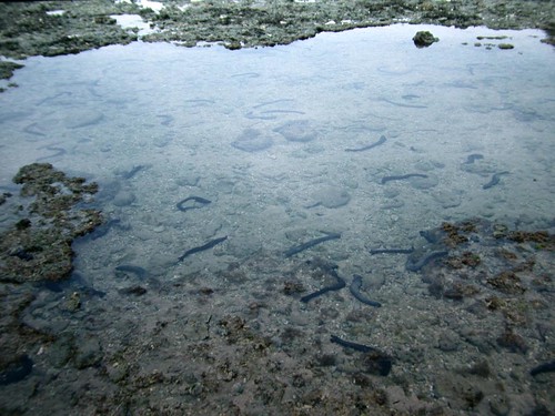 1993年萬里桐潮間帶潮池中豐富的黑海參族群（攝影：趙世民）