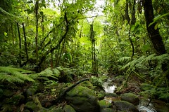 Braulio Carillo national park (Costa Rica)