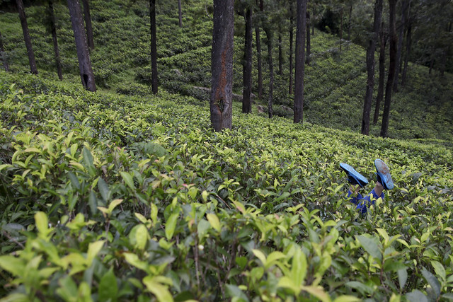Falling in the tea plantation