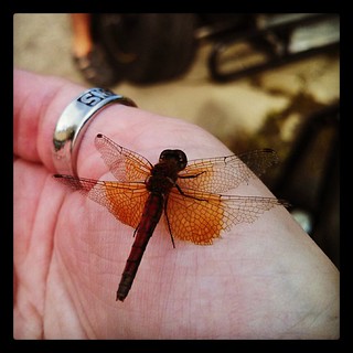 Just hanging out with this beautiful #dragonfly at the track last night...