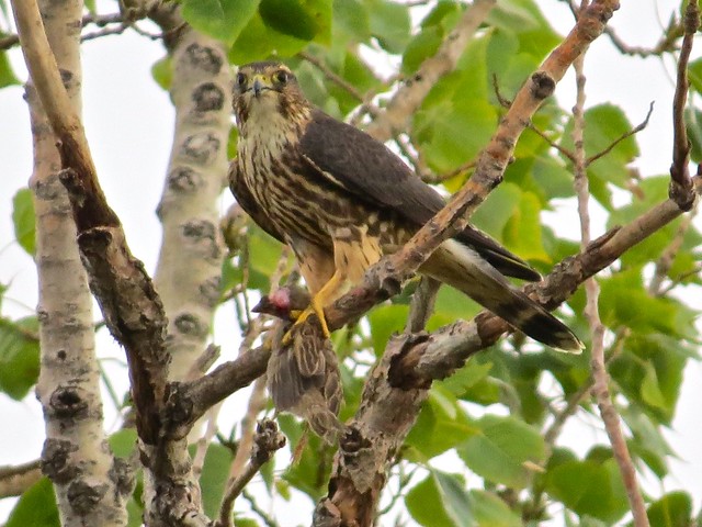 Merlin with House Sparrow Prey in Gridley, IL