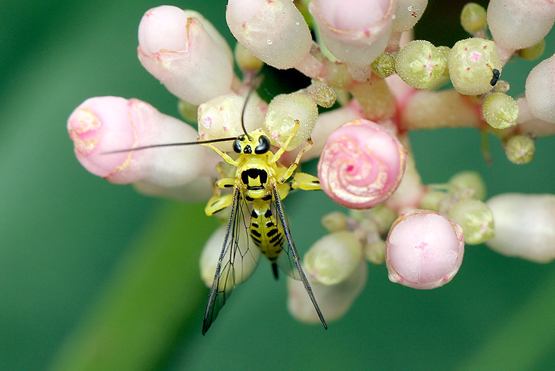 Yellow Ichneumon Wasp, Xanthopimpla sp