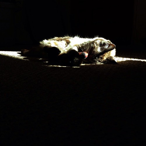 No matter how tiny the patch of sun, she will claim it