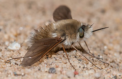 Bee Flies (Bombyliidae)
