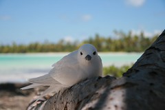 Birds of Polynesia