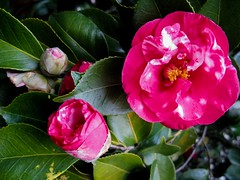 Flowers: Camellias