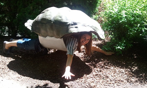 Taylor tortoise