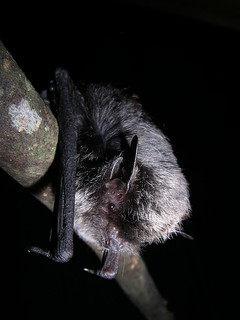 寬吻鼠耳蝠是台灣的蝙蝠中體型最小的種類。（圖片來源：雪霸國家公園）