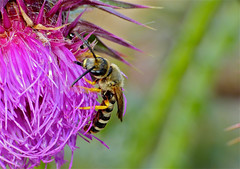 Sweat Bee (Halictus scabiosae)