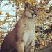 Cougar at the Calgary Zoo, which my niece has renamed Boring Zoo b/c half the zoo was closed in the summer flood.