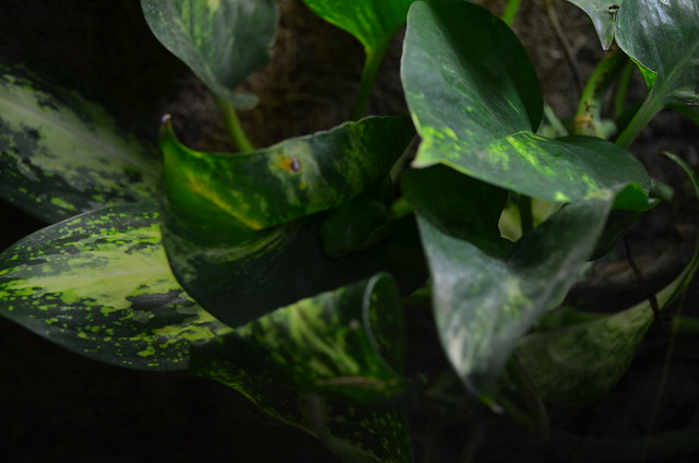 Biosphaere Potsdam frog nestled in leaves