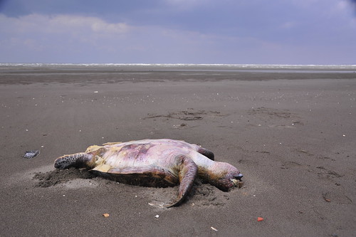 誤食塑膠袋而亡的綠蠵龜，就這樣靜靜的躺在沙灘上再也醒不過來。@苗栗後龍海岸