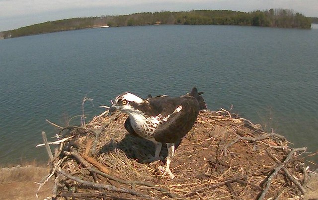 The osprey has returned to nest at Smith Mountain Lake State Park