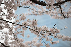 大分城址公園の桜 2017