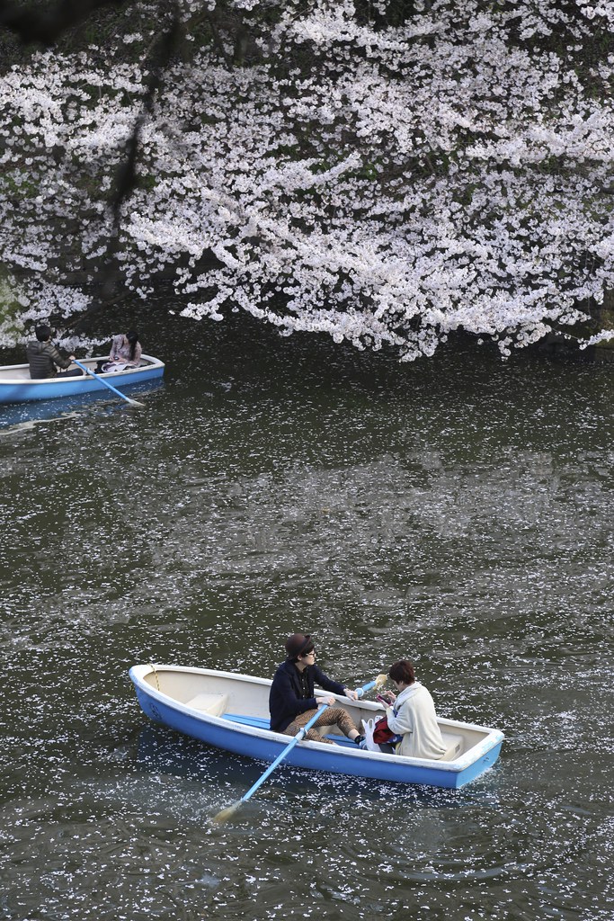Boating on Sakura