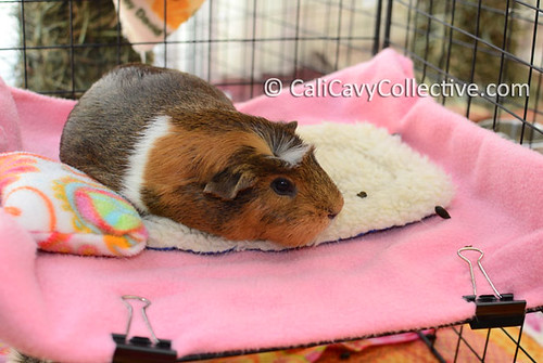 Guinea pig Truffle in C&C bunk bed