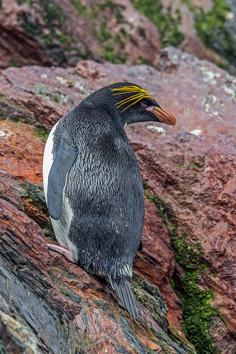 Macaroni Penguin, Cooper Bay, South Georgia Island by bfryxell