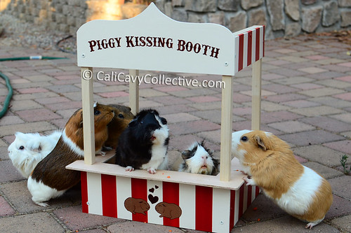 The herd at the piggy kissing booth