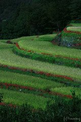 Bansho Rice Terrace