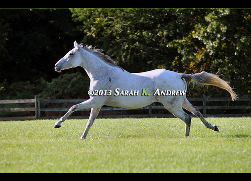 2014 Horses and Hope preview: MAY... the Story of Slim Chance