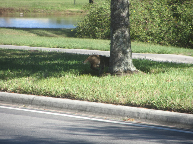 bobcat derriere, after crossing the road