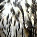 owl01