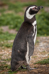 Magellanic Penguin - Ushuaia, Argentina
