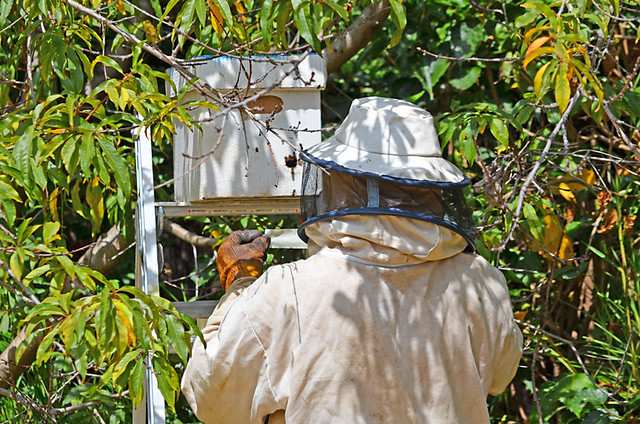 Alejandro Seal the Temporary Bee Hive, Tenerife