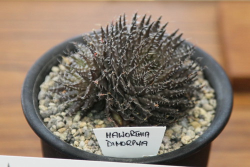 Haworthia marumiana var. dimorpha by Pseudolithos