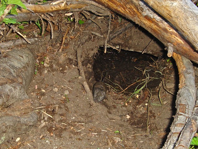 long-tailed vole
