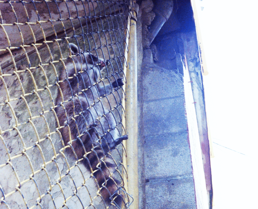 raccoons-fence-01-small