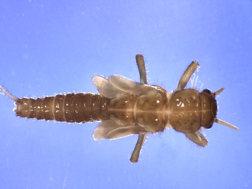 Image of a stonefly