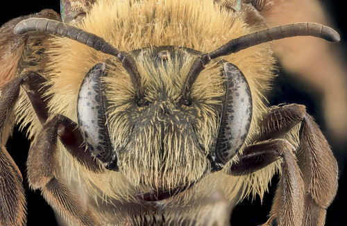 Andrena asteroides, F, Face, MD, Charles Co_2013-08-19-15.08.30 ZS PMax