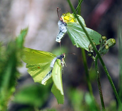 Butterflies and Moths in Flight