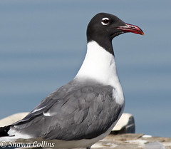 Laughing Gull - Crawford County 2014