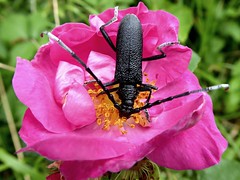 Petit capricorne - Capricorn beetle