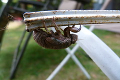 Cicada Metamorphosis