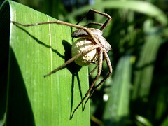 Pisaure admirable - Nursery-Web Spider
