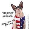 https://www.etsy.com/listing/193661251/sphynx-cat-clothes-july-4th-specialty? #sphynx #sphynxcats #sphynxtagram #sphynxofinstagram #simplysphynx  #cat #cats #catstermag #funnycats #catclothes #simplysphynx #tattcat
