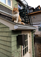 Rusty On The Roof