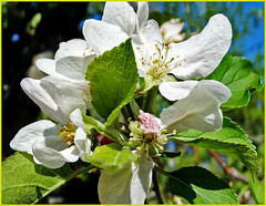 Oak Glen, CA - Apple Blossom Time