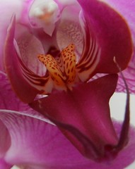 Orchid June'14