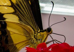Blenheim Palace Butterflies 14/06/14